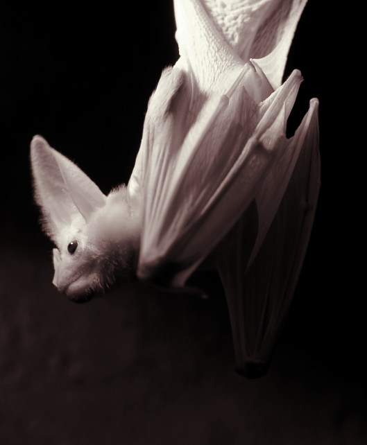 ghost bat