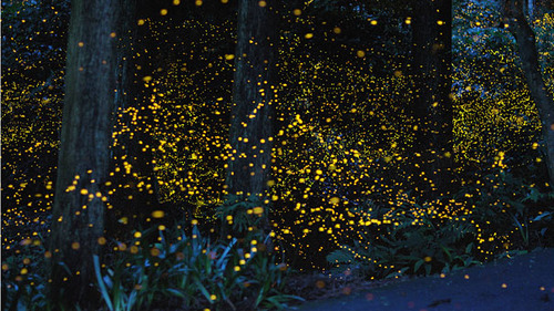 Gold Fireflies1