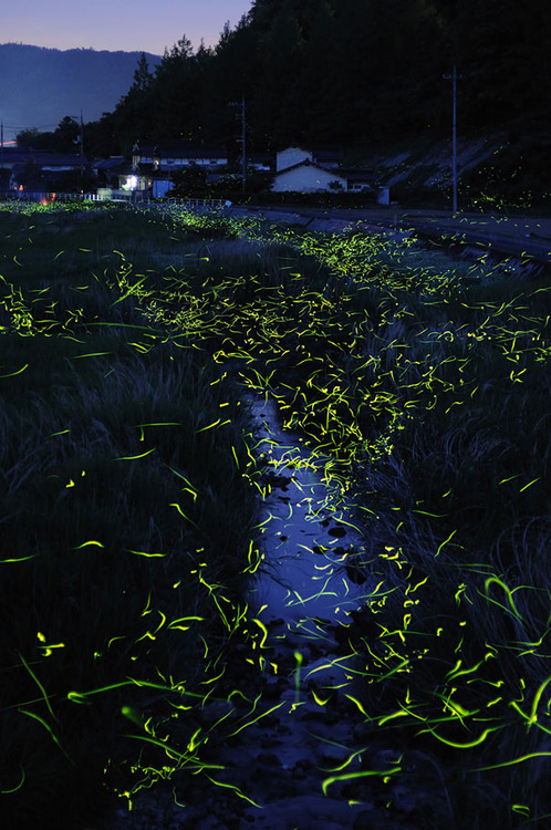 Gold Fireflies2
