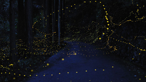 Gold Fireflies3