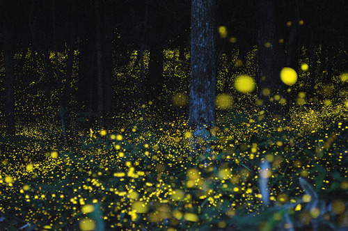 Gold Fireflies4