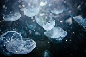jellyfish 1